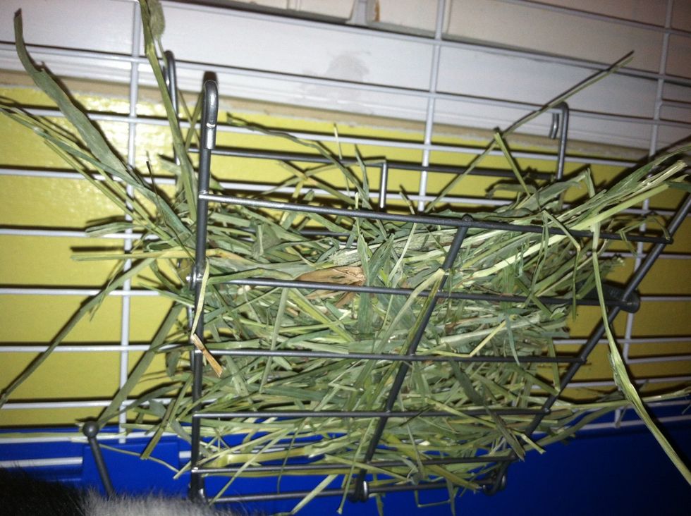 Hay rack is a great thing to have. Guinea pugs need hay available 24/7 and a hay rack keeps it off the floor. :)
