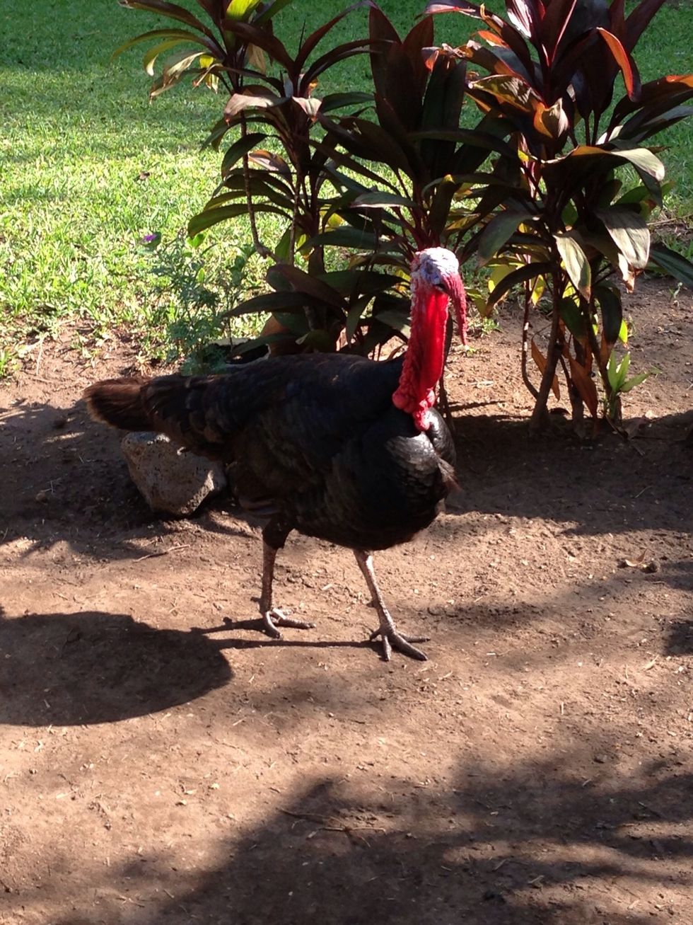 He's back!! Shoo Shoo get outa here!!!!