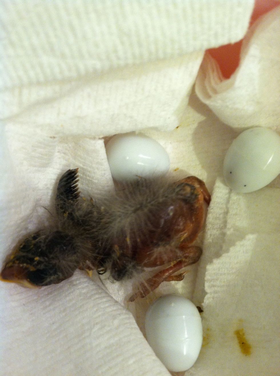 He's progressing nicely, isn't he? This is our little guy at four days. He is starting to get super strong and you can just see the feathers beginning to form on his little tiny wings! How cute/gross!