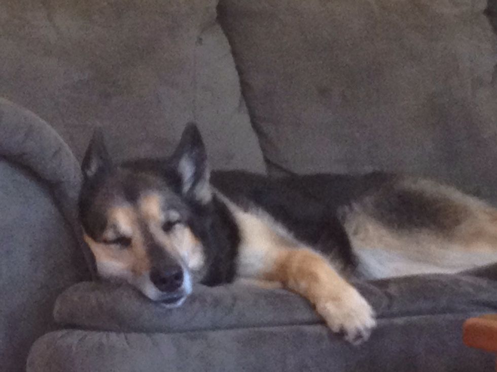 Helper #1 has ditched me for the couch