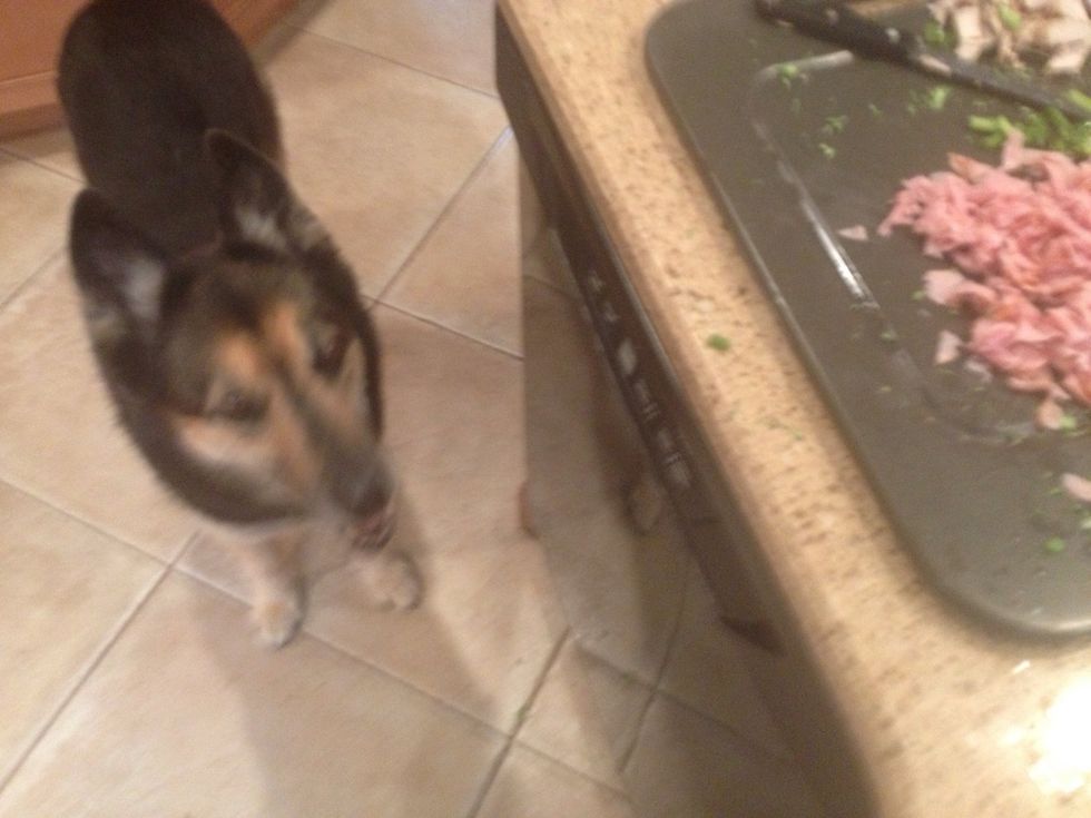 Helper number one prepared to assist with any extra meat or cheese disposal...