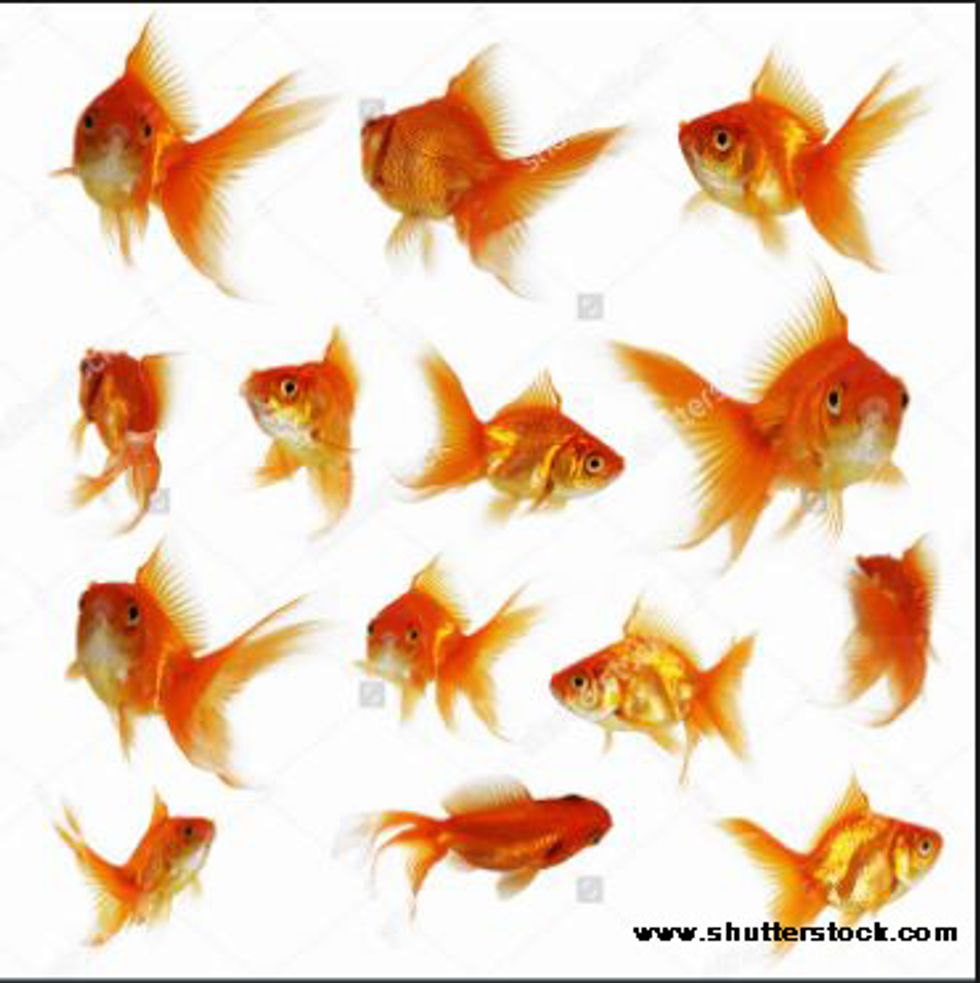 Here are some additional images of fish to reference.  These different images indicate how the contours appear as the fish turns in space and is shown from different angles.