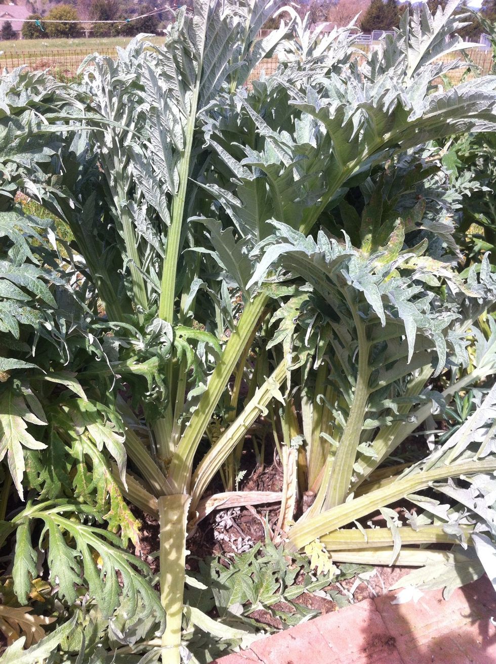 Here are the cardoons growing in my garden. They are generally taller than artichoke plants.