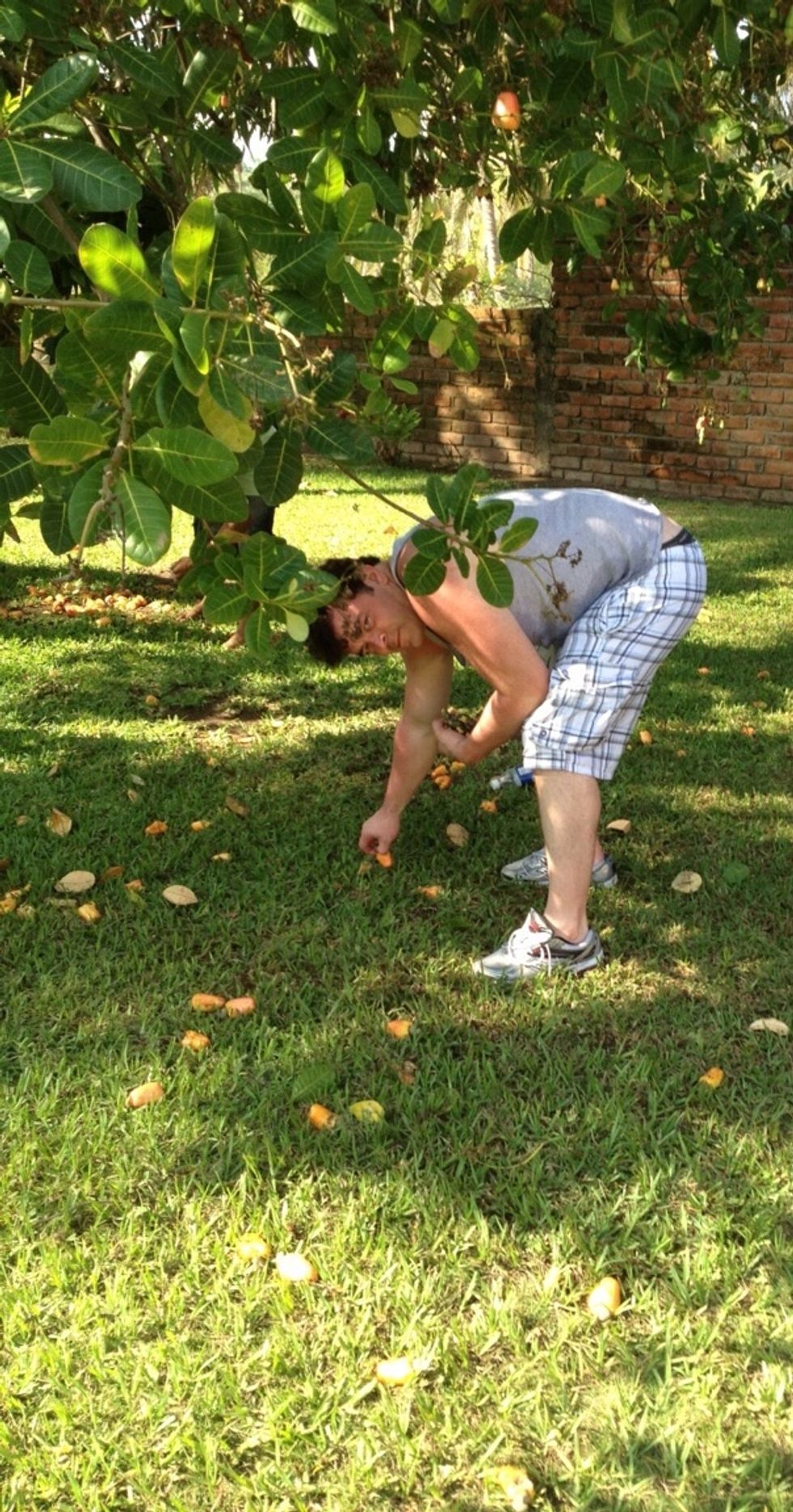 Here I am picking the seeds off of the fallen fruit. A local boy offered to help me harvest the fruit. He was at the top of the tree in a sec. They fall easy when the tree shakes so watch out.. Splat
