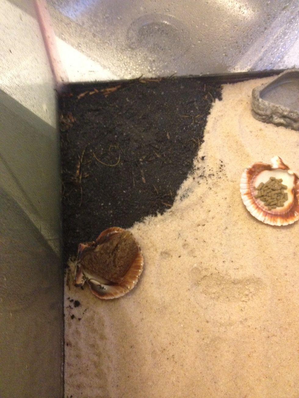 Here I keep calcium sand :) in case they need to molt (shedding their exterior) it's not a need, but it's only $3