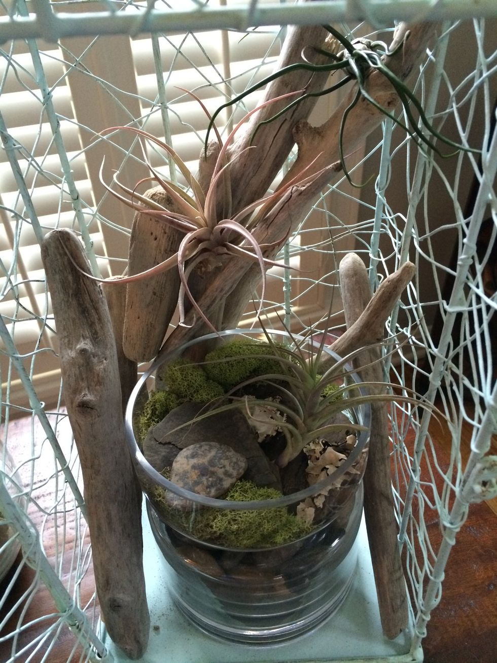 Here I used the jar as my base and then added the driftwood and hung a couple plants from it.