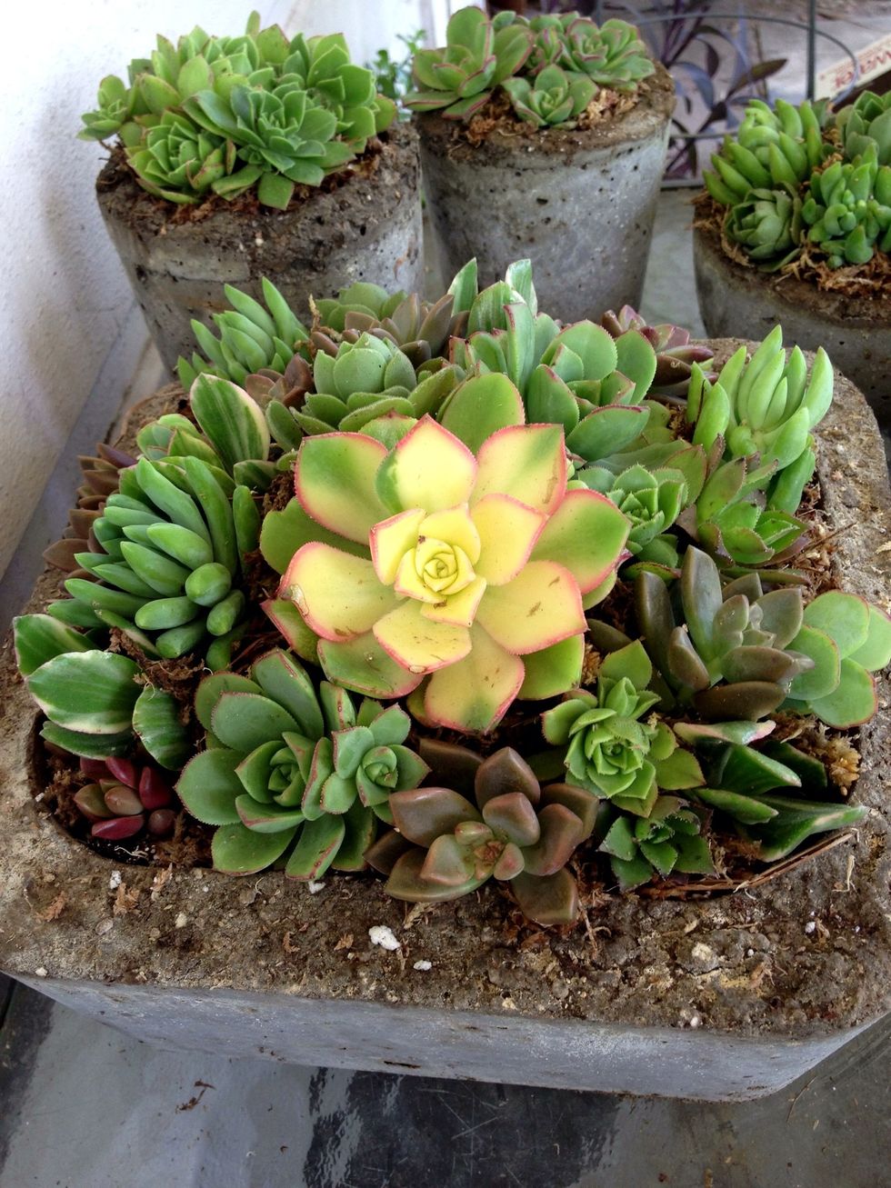 Here is a centerpiece with a large Kiwi Aeonium as a focal point.