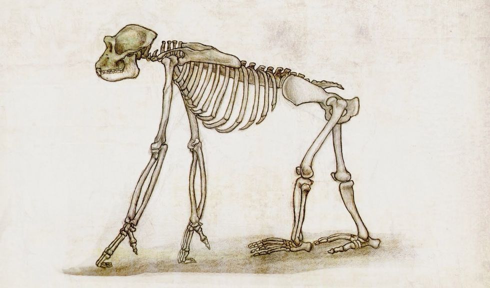 Here is a gorilla's skeleton. It is very similar to a human's although its legs are shorter and there is less space between the ribs and the hips. Humans have special hips that allow us to stand up.