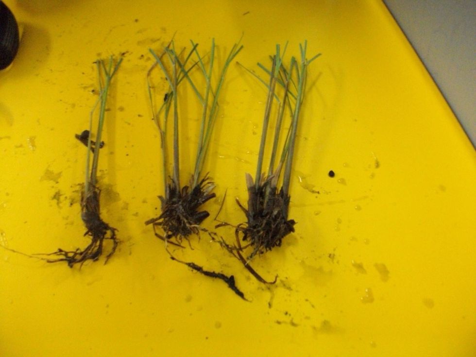 Here is an example of what the lemon grass should look like after you have separated and trimmed down the plant