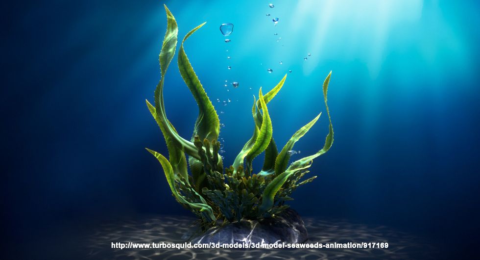 Here is another image combined into the final drawing.  This one is a nice example of the twisting, flowing nature of seaweed as a decorative element to the drawing.