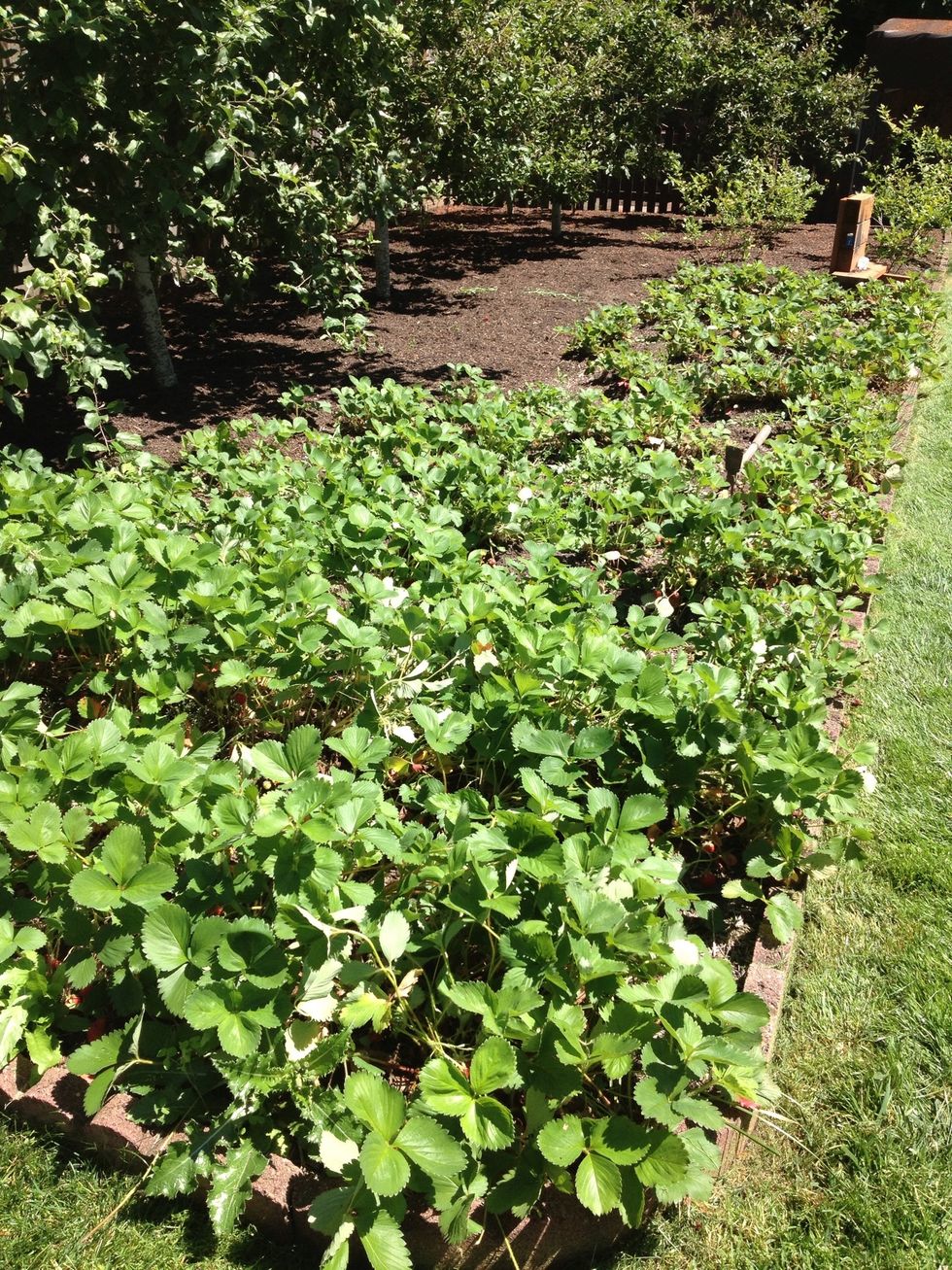 Here is my amazing strawberry patch. I have been growing strawberries for about 10 years. :)