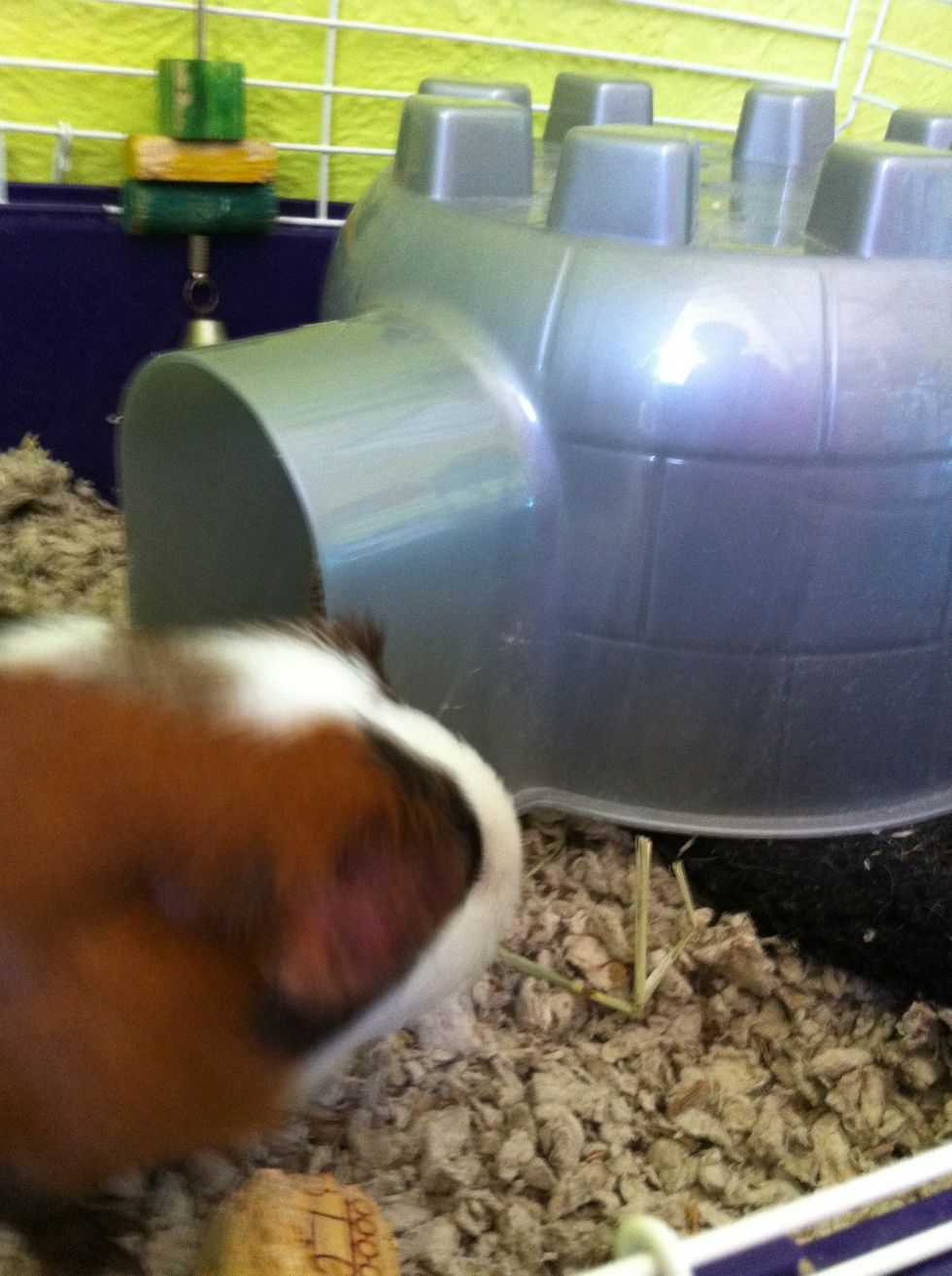 Here is the hiding hut that Bella loves to go in and out of.