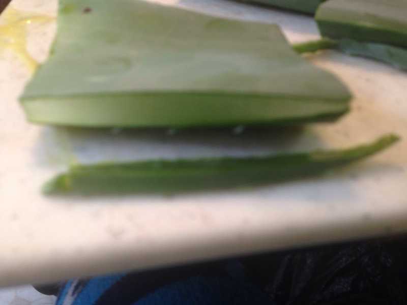 How to prep aloe vera plant for use in beauty recipes - B+C Guides