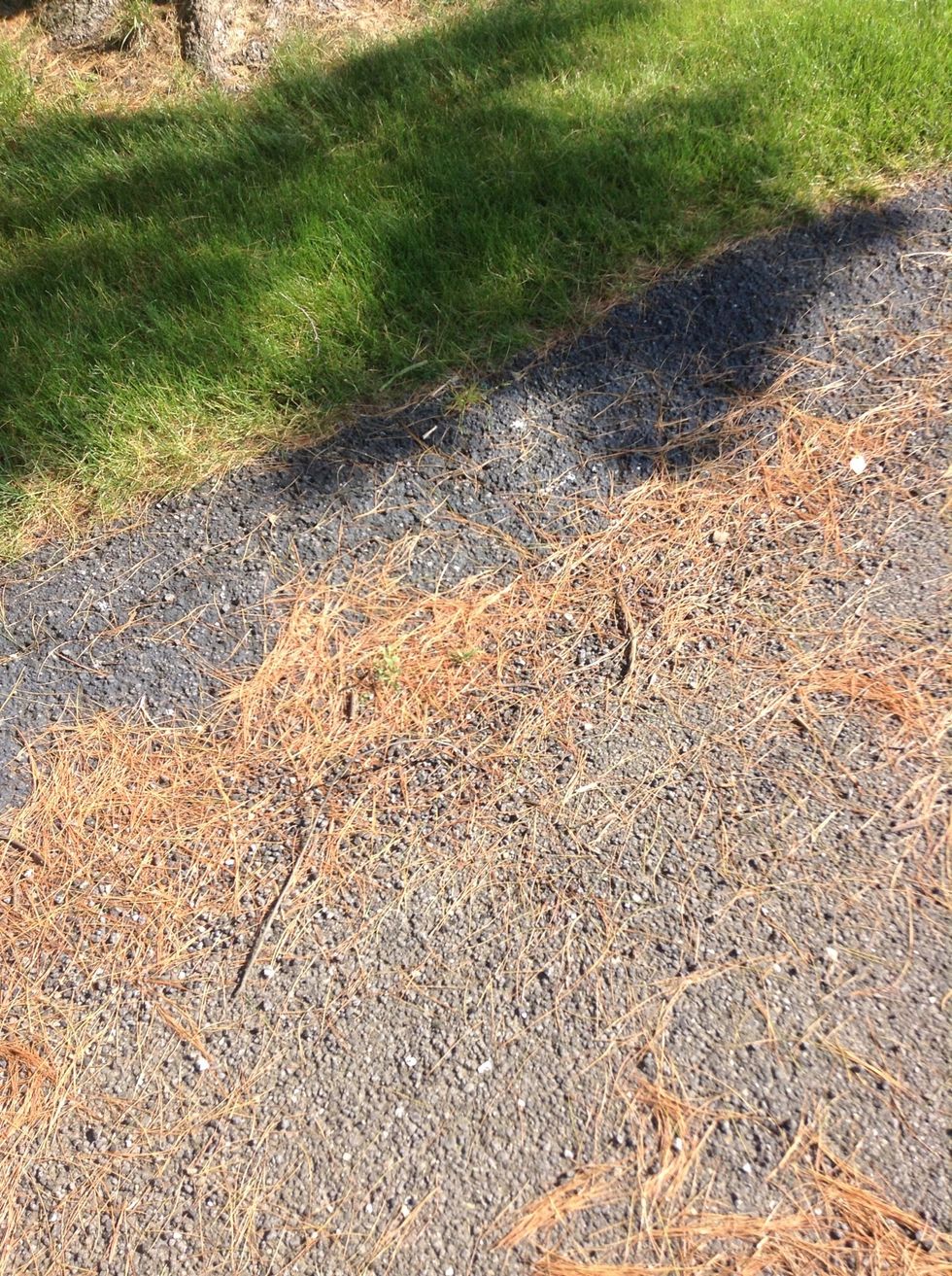 Here pine needles and other rock were dropped off by different causes. (Deposition)