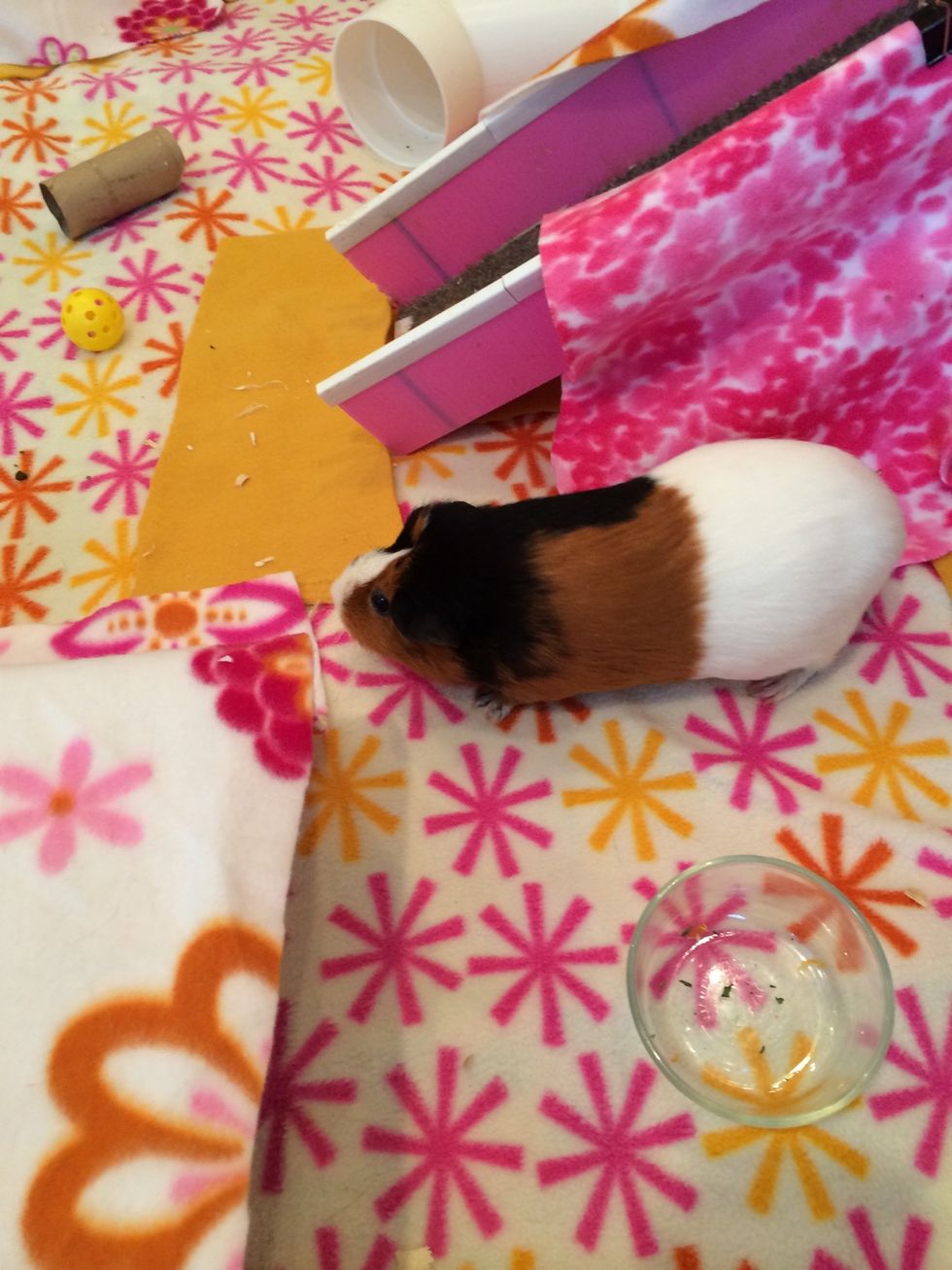 Here's a happy piggy exploring! Her friend, because you ALWAYS need at least two, is hiding.