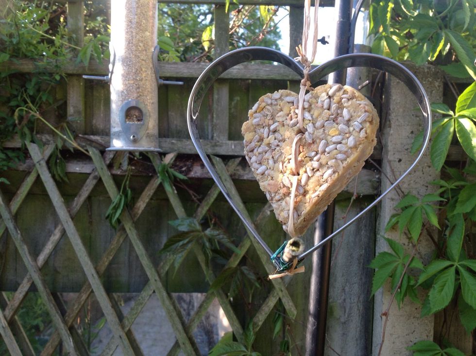 Here's a home made perch. I've attached a smaller fat ball to a larger pastry/cookie cutter, and tied short stick to the bottom. The birds seem to like this.