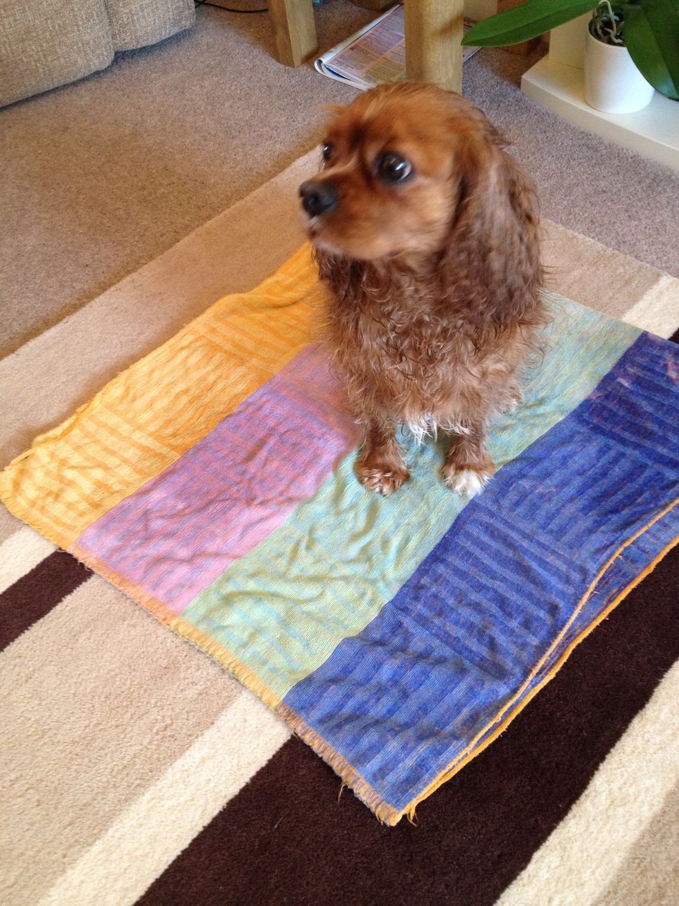 Here's a recently bathed Rusty dog the Cavalier K. C! This is how we taught him to use the pad, he caught on extremely well when he was a puppy. Let's pretend the towel is your puppy pad...