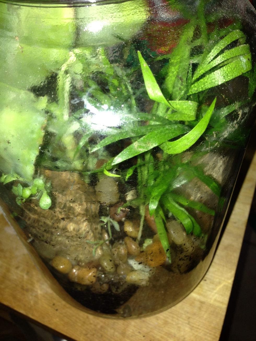 Here's an established terrarium, from which I took the new succulents. If you see too much condensation, or plants look rotten, leavd lid off for a couple of hours. If plants look dry, mist lightly.