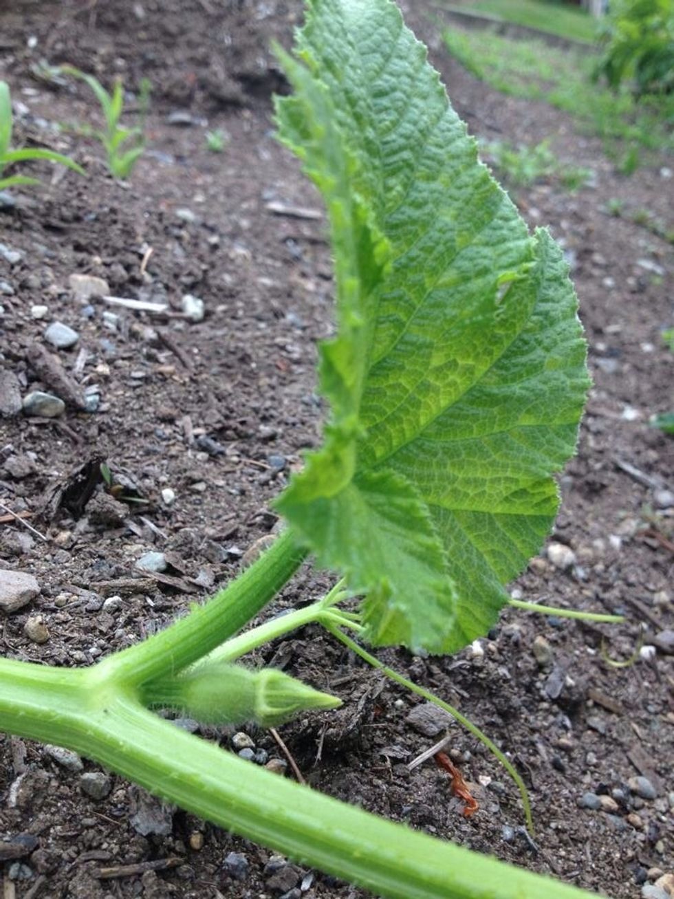 Here's one of the itty bitty pumpkins growing :)