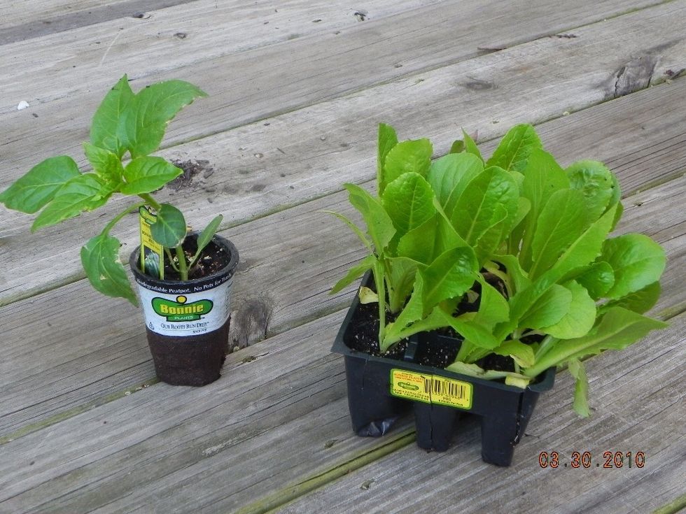 Here's the fun part! Choosing your plants! Bedding plants typically come 1 per pot or 4-6 per pot. Choose healthy vibrant plants. Check plant's growing conditions - sun, water, temp, and spacing.