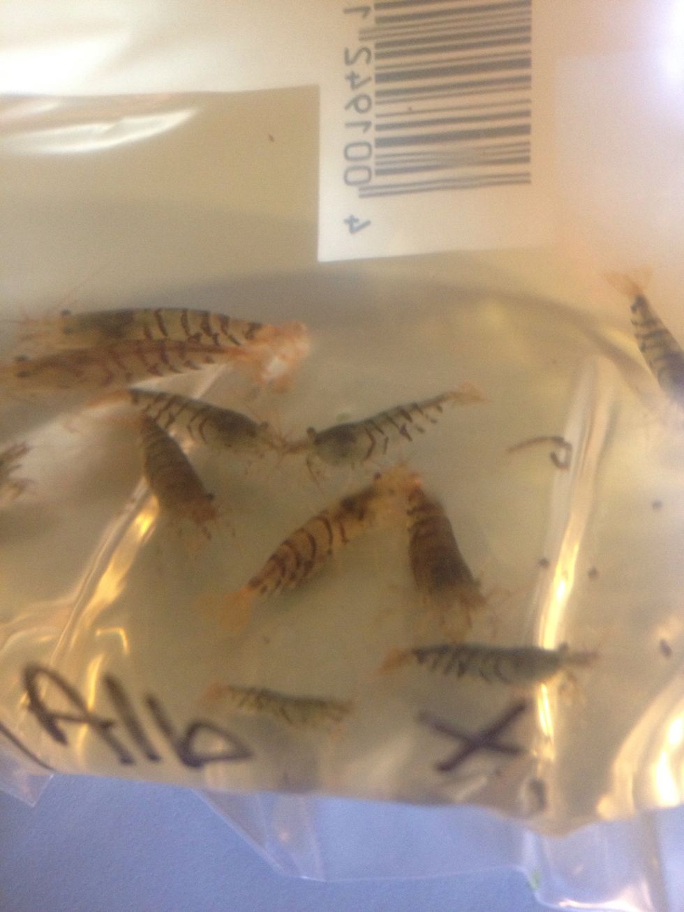 Here's the little buggers. My boyfriend put some water in an aquarium bag and we have transported them to my house.