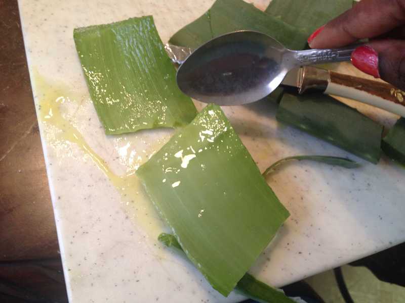 How to prep aloe vera plant for use in beauty recipes - B+C Guides
