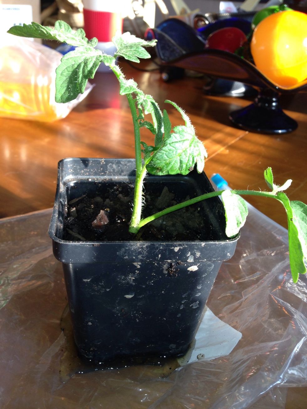 Here's your plant. Plant in ground or 5 gallon container after plant has rooted more in soil, 2 - 3 weeks. These plants grow fast so you could get a tomato crop in 60 days.