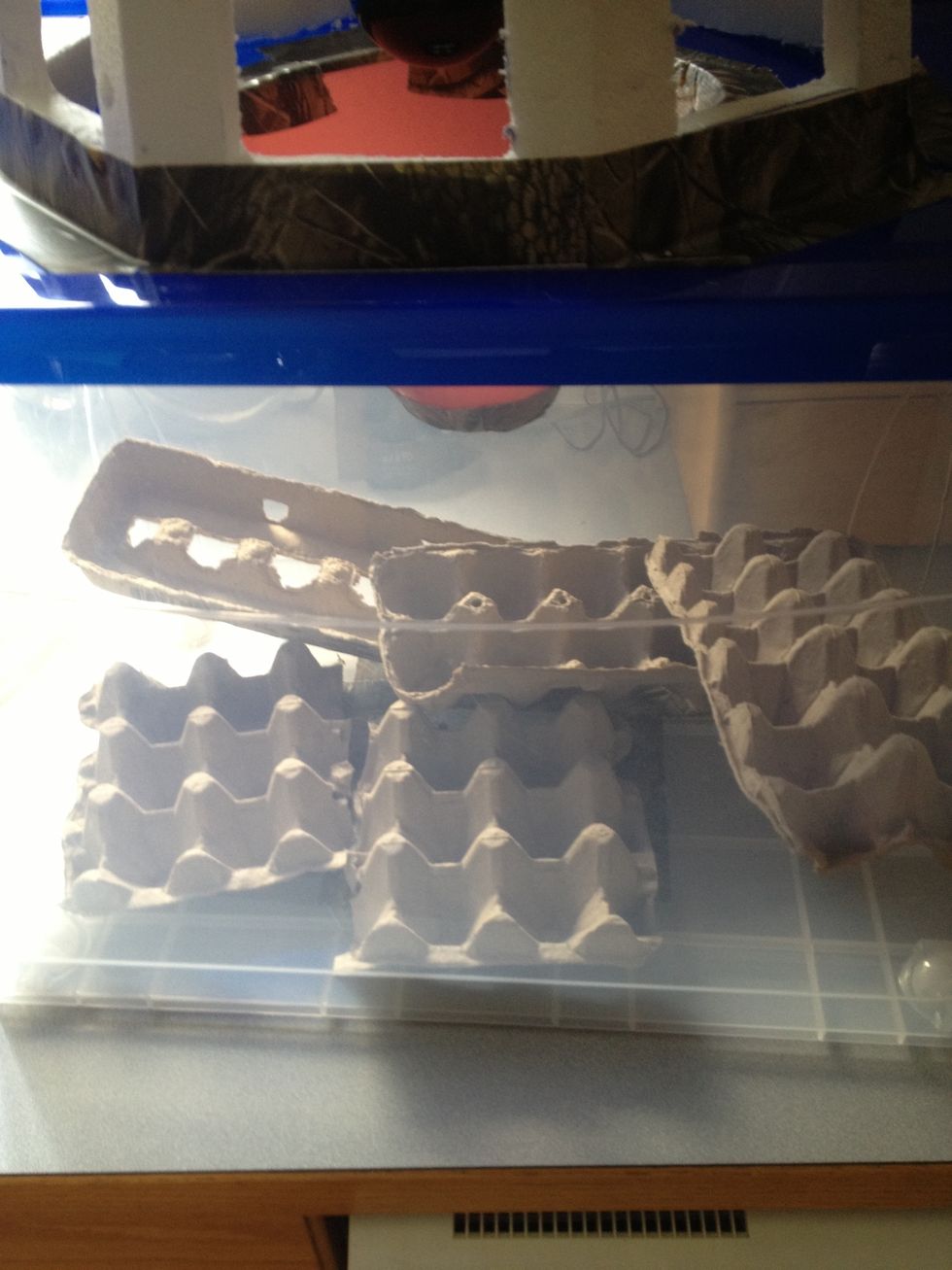 Here shown with egg cartons in the bottom for resting