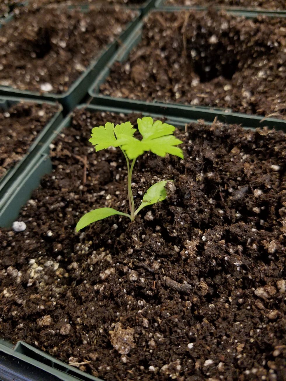 Here, the plant is not buried too deeply. When transplanting, make sure the roots are fully covered, but be sure that the plant is not buried deeper than where the roots turn to green.