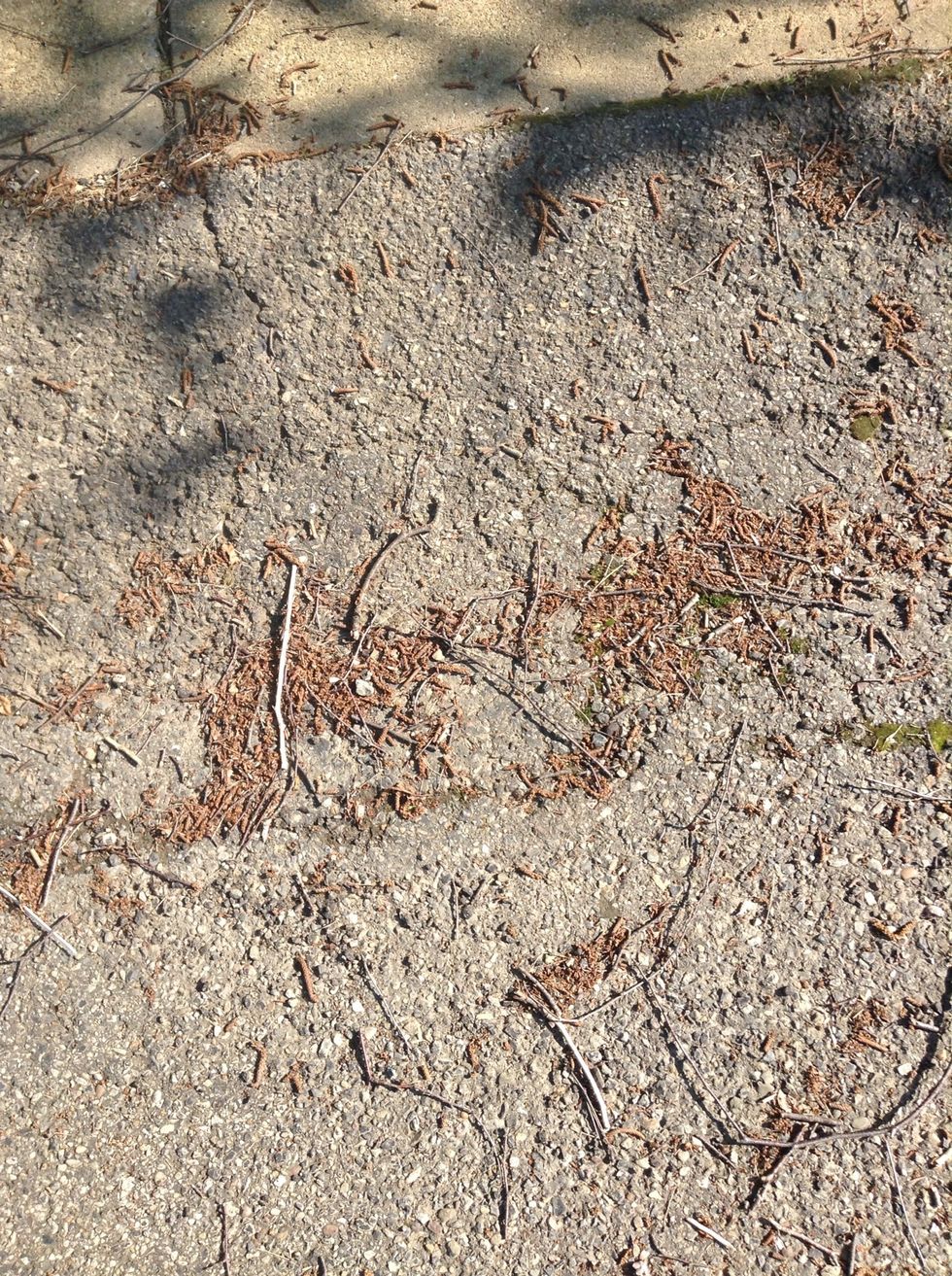 Here the sticks and rocks were dropped off by many causes. (Deposition)