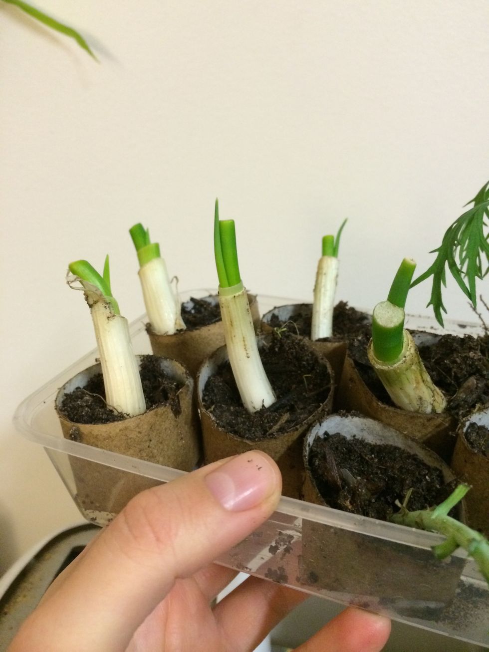 Here they are after a week or so. Plant them in a larger pot or garden bed whenever you like!