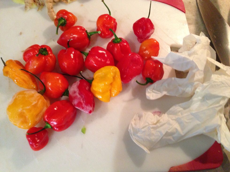 Here we go! Late August and my peppers are finally ripening. Got orange and red habs, a scotch bonnet, and even a sneaky little ghost naga. If some of these look pasty it's because they are frozen