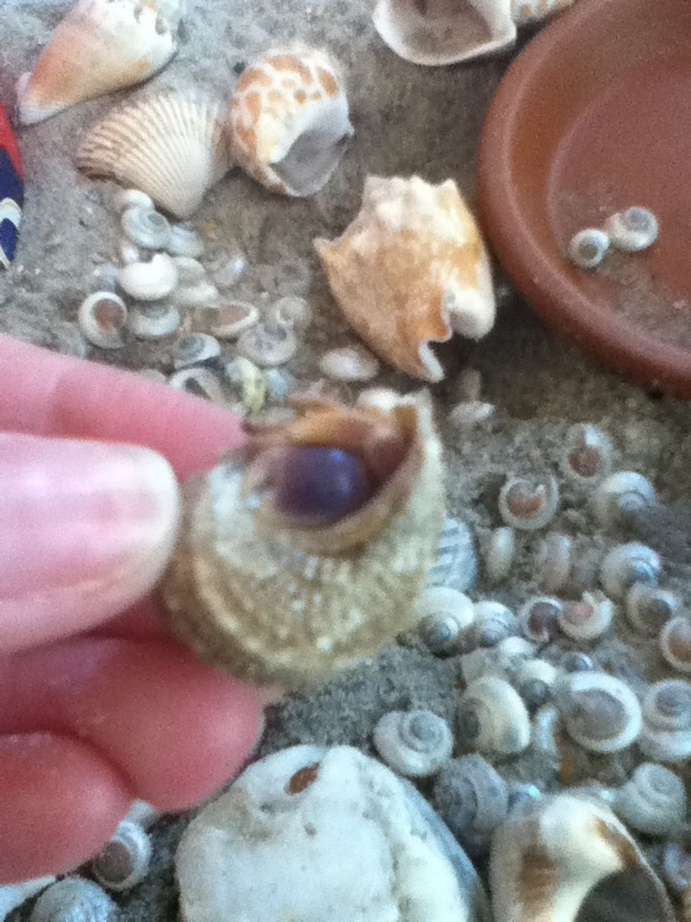 Hermit crabs pinch with their large claw. It can be seen while they are withdrawn into their shell. If you get piched DO NOT run your hand under water. Place your hand in its habitat until it lets go.