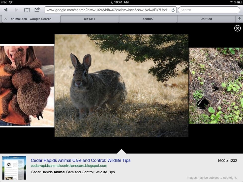 Hi I just got back from the OLC I had a better than yesterday it was so AMZING . Look at the picture I took it was my first picture I took. This is a long ear rabbit . It is so awesome