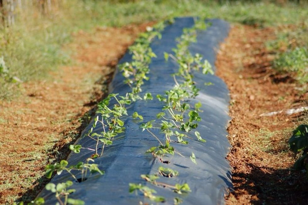 Hills 10 to 18 inches apart, planted with single plants, are best for everbearers, and June bearers in hot, humid climates.
