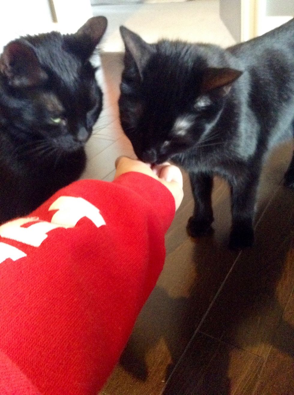 Hold it in your hand so that the cat(s) can sniff the treats but not eat them.