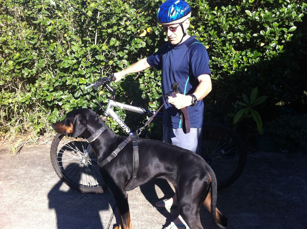 Hold lead so that Strider's shoulders are in line with handle bars. If he is too far ahead he won't know when I'm turning left or right