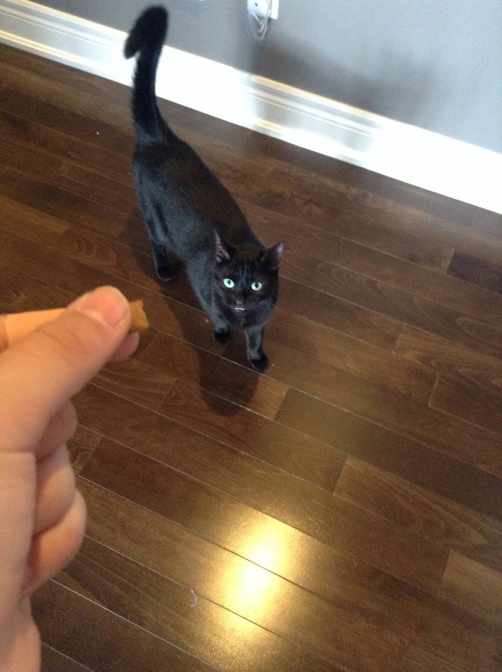 Hold one treat in your hand so that the cat(s) can see it there.