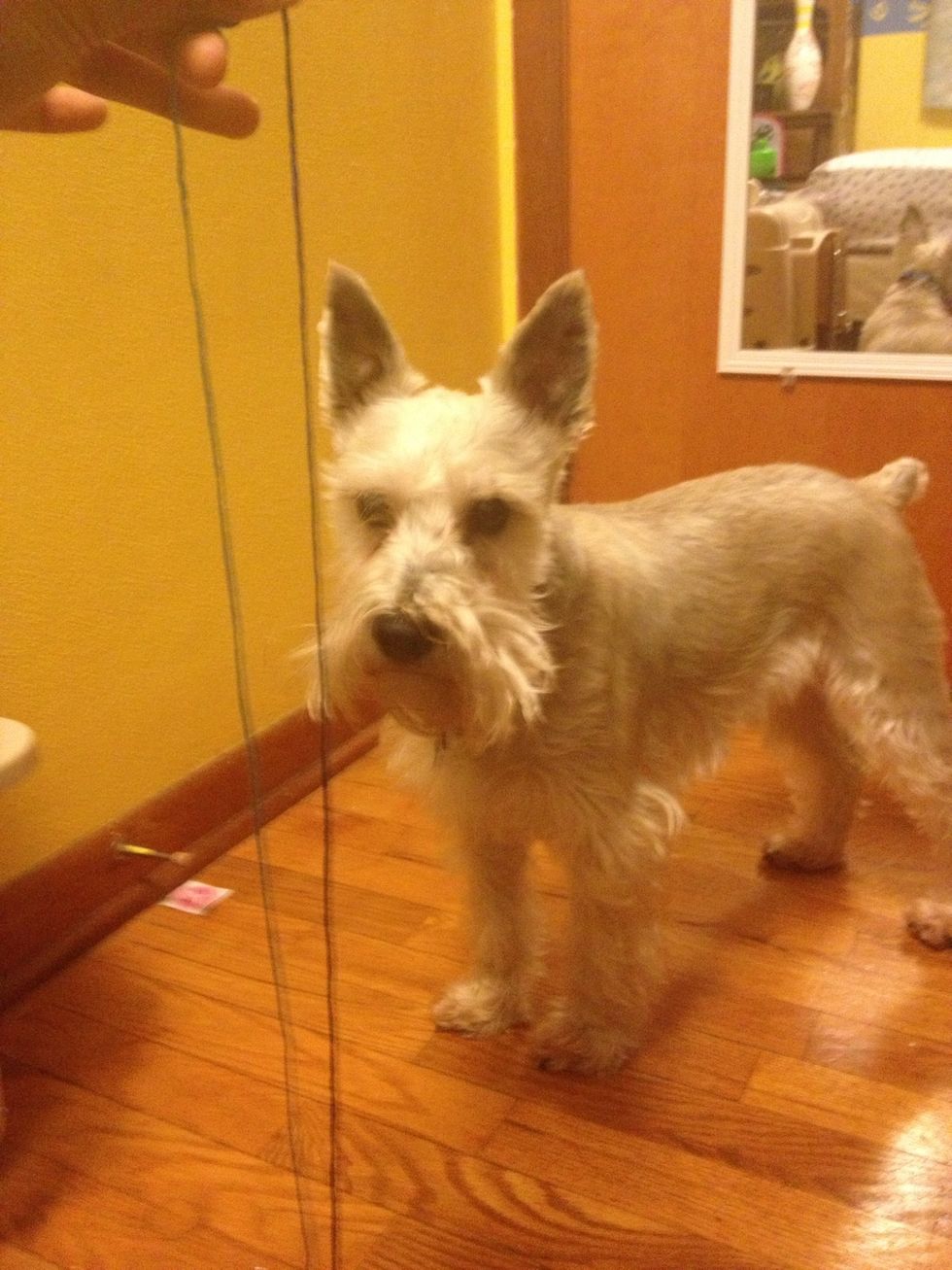 Hold the two strings up and make them even (my dog in the background)