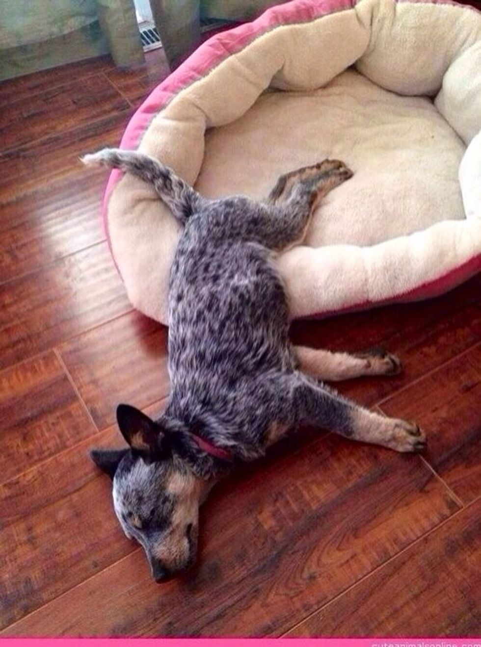 Honey has a new pal : Snowfall!!!!!!\u263a\ufe0f\ud83d\ude0a\ud83d\ude00\ud83d\ude03\ud83d\ude04\ud83d\ude1c\ud83d\ude1d\ud83d\ude0d\ud83d\ude09\ud83d\ude18\u263a\ufe0f\ud83d\udc36