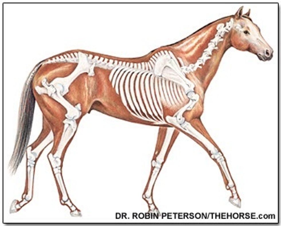 Horses also have similar skeletal structure, though they've even more different proportions. Elbows and knees are very close to the body while heels & wrists are 1/2way down the leg. Hooves are nails.