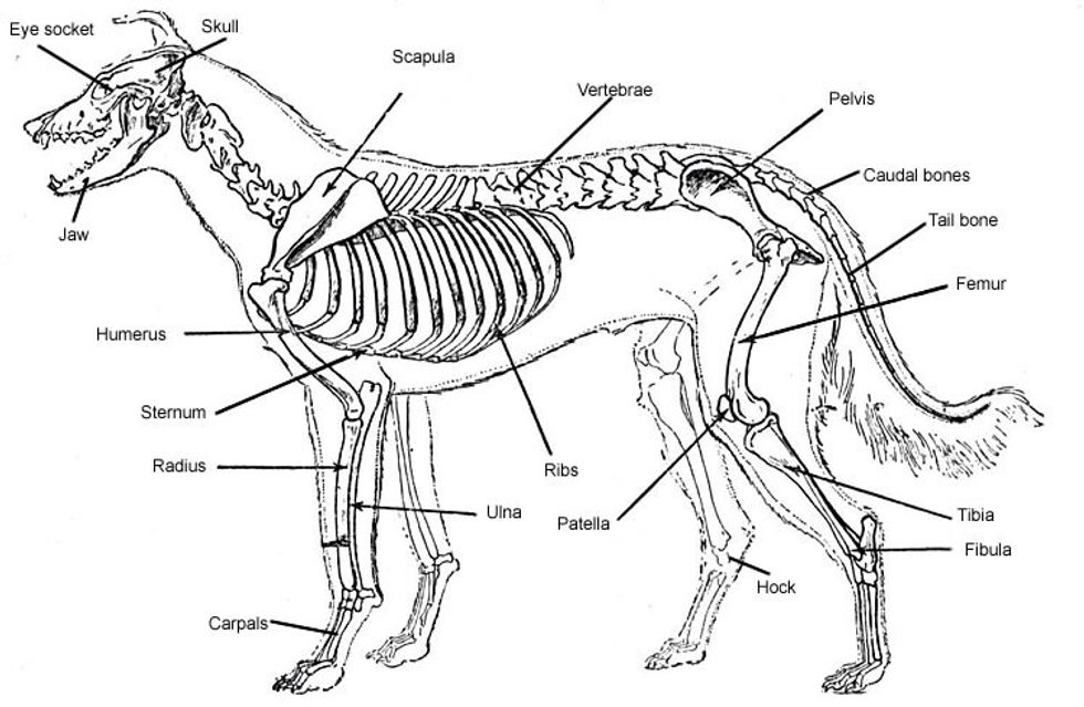 Horses and dogs are evolutionarily related. Toe bones make paws while the spine lengthens into the tail.