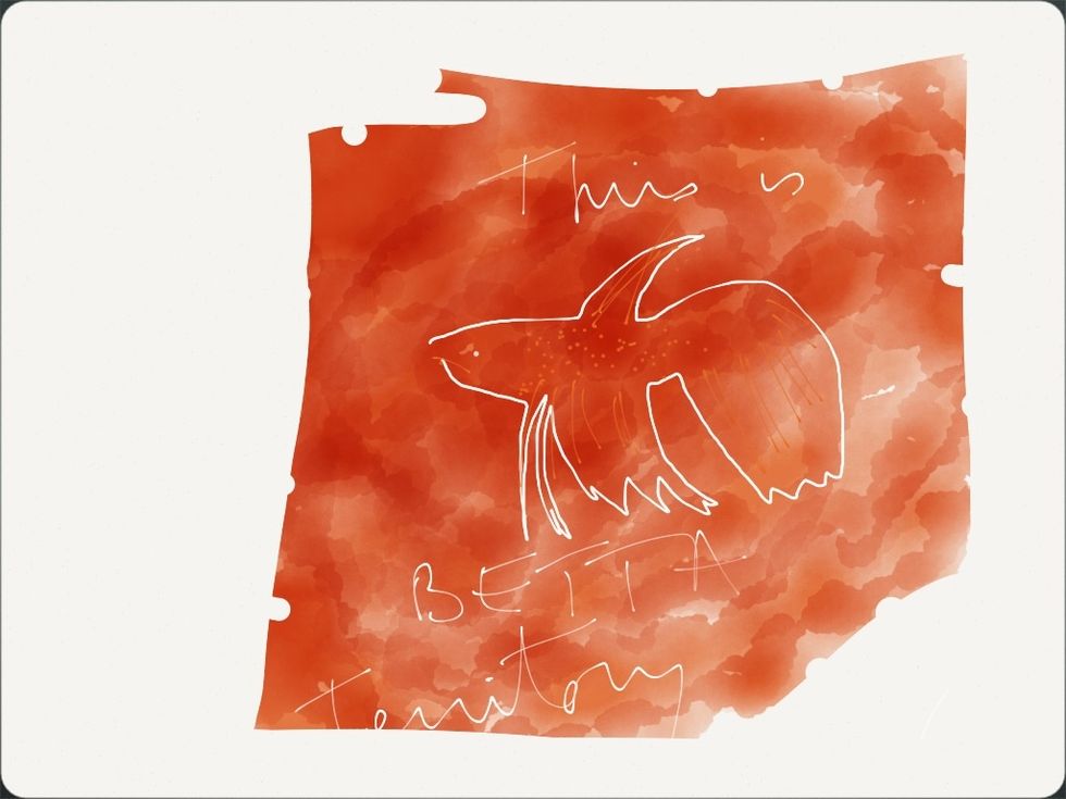 Housing pictured is a 2 gallon tank with 1.5" of coarse sand, 3.5" water, snails, rocks, plants (Pothos and Anachris), solar heat, biological filtration, no water changes so far. Red is 3 years old.