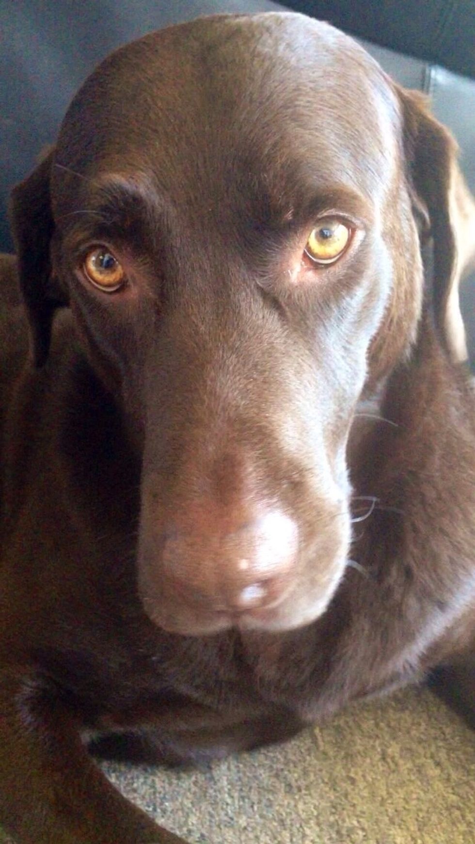 How to capture Labradors in the best 'light'