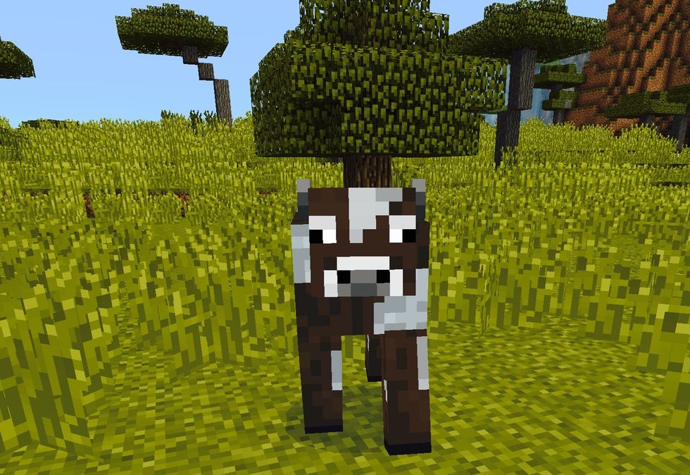 How to make a cow fallow you is you need......