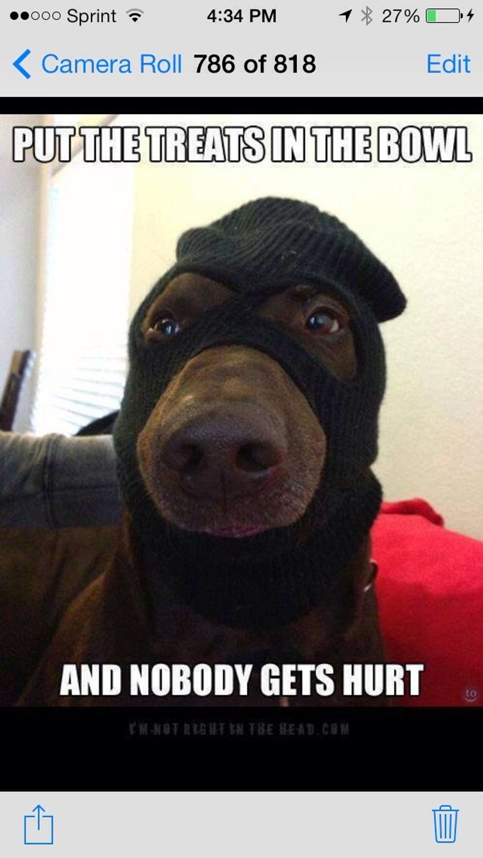 How to make the best Halloween costumes for your Labrador