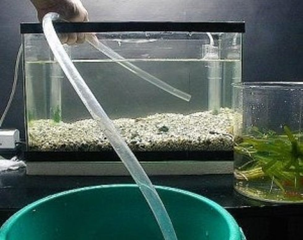 http://3.bp.blogspot.com/-6ZdwjzesjOw/T4-UmyucY8I/AAAAAAAAAhM/TgKYk8RMf8o/s320/changing+fish+tank+water.jpg