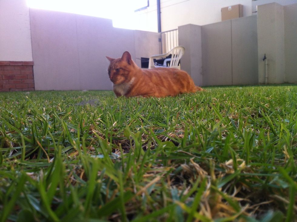 Huckleberry Finn keen for some prawns