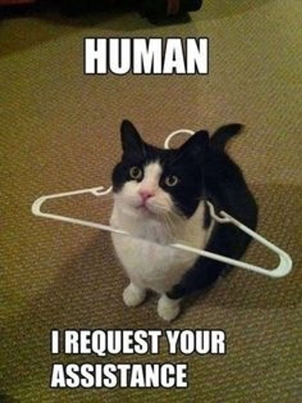 Human \n\nI request your assistance