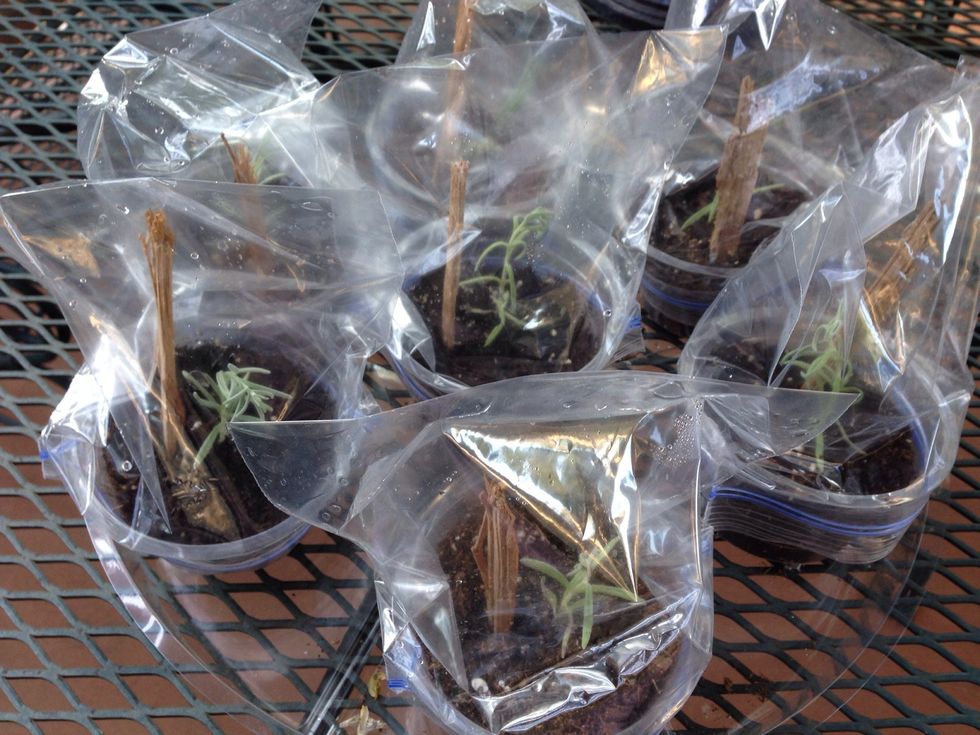 I added sticks after seeing the moisture weigh down the bag.